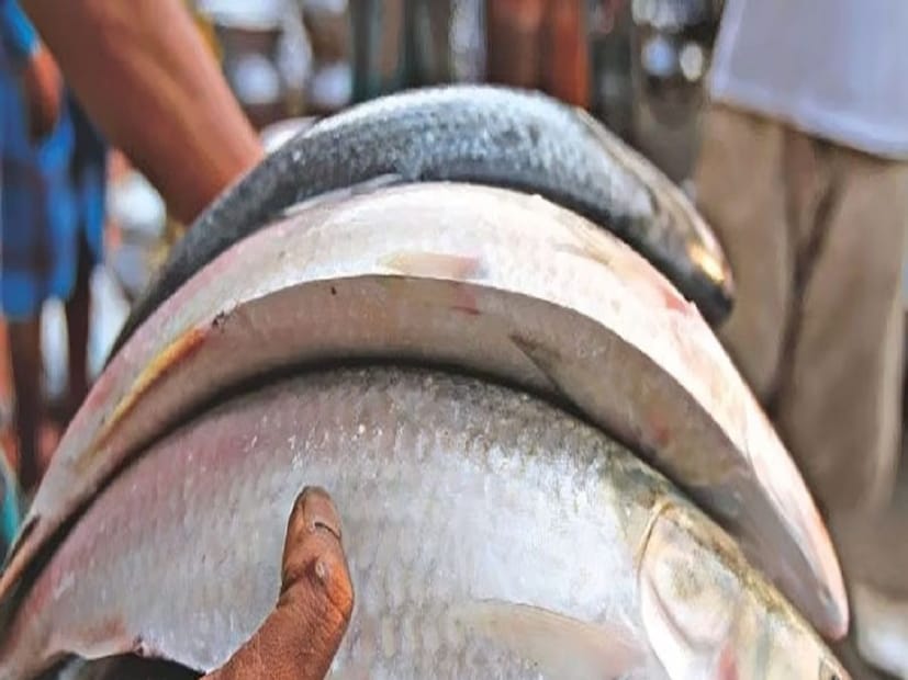 এককথায় মাছের রাজা ইলিশ। আর ইলিশ মানেই পদ্মা মেঘনার সেই বিরল স্বাদের রুপালি শষ্য। যদিও চলতি বছরে এপার বাংলার মানুষ চলতি বছরে পদ্মার ইলিশের স্বাদ কতটা পাবেন তা নিয়ে রয়েছে ঘোরতর সংশয়। File Image 
