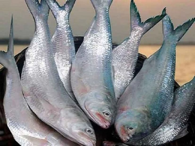 তবে এবার বর্ষাকাল পুরোদমে আসার আগেই কিন্তু এখন অনেক মৎস্যজীবীর জালে ধরা দিতে শুরু করেছে বিরাট সাইজের ইলিশ মাছ। মৎস্যজীবীদের মুখে তাই খুশির হাসি ফুটেছে। আর তার মধ্যেই এবার পদ্মার দুই ইলিশ মাছের দাম যা উঠল তা শুনলে আপনারও মাথা ঘুরে যাবে। File Image 
