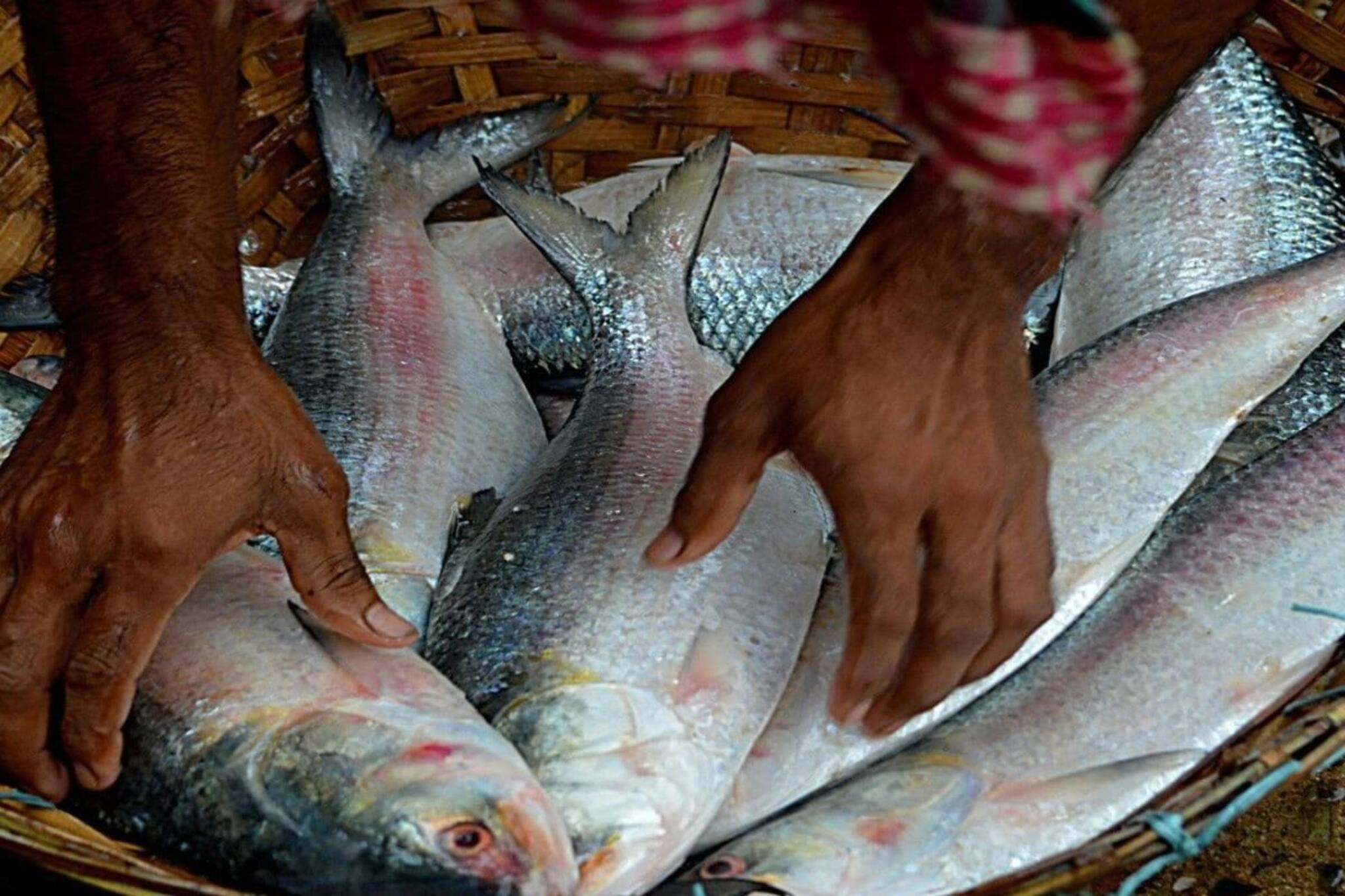 পেল্লাই সাইজ...! পদ্মায় দু-দুটি ইলিশ উঠল জেলের জালে! দাম উঠল কত? শুনলেই চোখ উঠবে মাথায়!