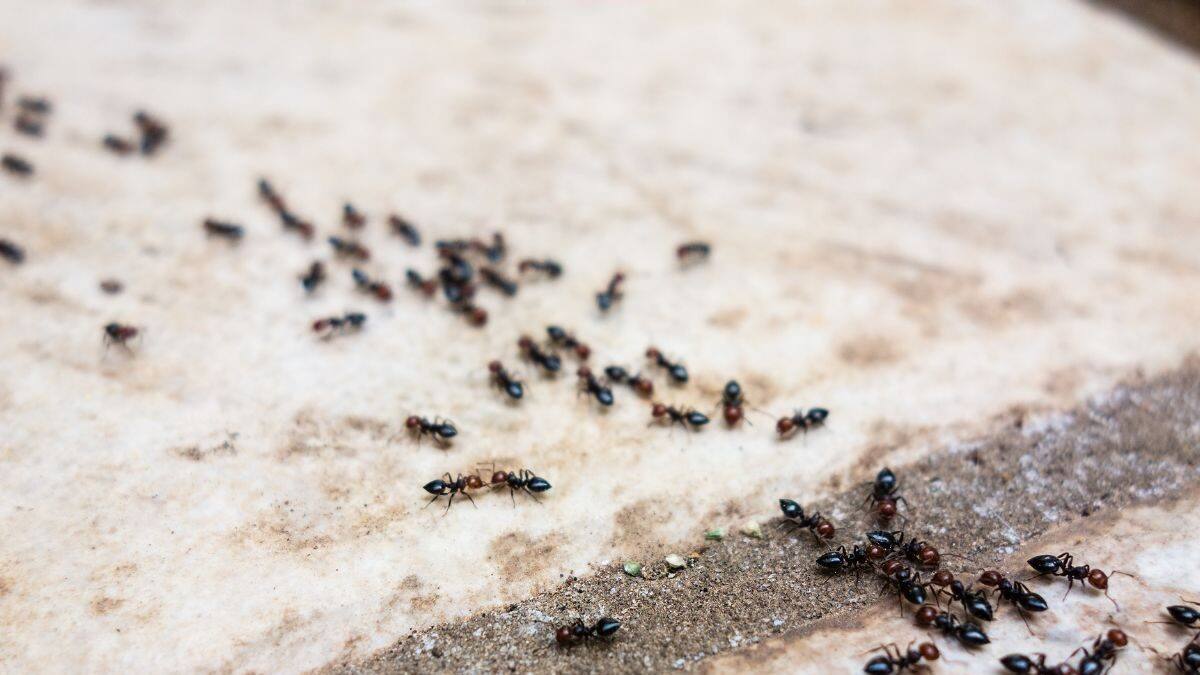 Irretating Insect Ants: বাড়িভর্তি বিড়বিড় করছে সারি সারি 'পিঁপড়ে'...? তুড়িতে তাড়ান ...