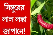 সিঙ্গুরের লাল লঙ্কা জাপানে! বিপুল অর্ডারের অপেক্ষায় কৃষকরা
