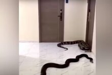 ফ্ল্যাটে কুকুরের চিৎকারে কান 'ঝালাপালা'! বলেও লাভ হয়নি, একদিন এই ব্যক্তি যা করলেন...!