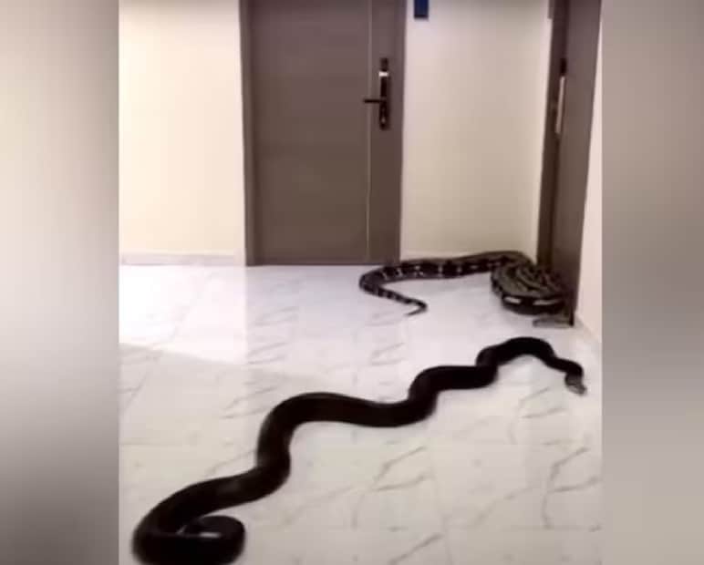ঘটনাটি সুরগুজা বিভাগের পাথালগাঁওয়ের দেওয়ানপুরের। এটি একটি বনাঞ্চল এবং বর্ষার দিনে এখানে সাপের আনাগোনা আরও বেড়ে যায়। জানা গিয়েছে যে, ৪০ বছর বয়সি লোচন রাম মাঞ্জি মাটিতে বিছানা করে ঘুমোচ্ছিলেন। তখনই অন্ধকারের মধ্যে অজান্তে দুটি সাপ ঘরের ভেতরে ঢুকে পড়ে। AI Generated Representative Image