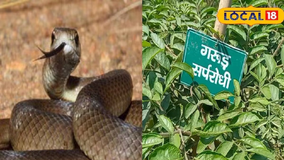 এই গাছ বিষধর সাপের জন্য ‘মৃত্যুর দূত’, ঘরেই তৈরি হবে প্রতিরক্ষা কবচ… কেউটে সাপও কাঁপবে!
