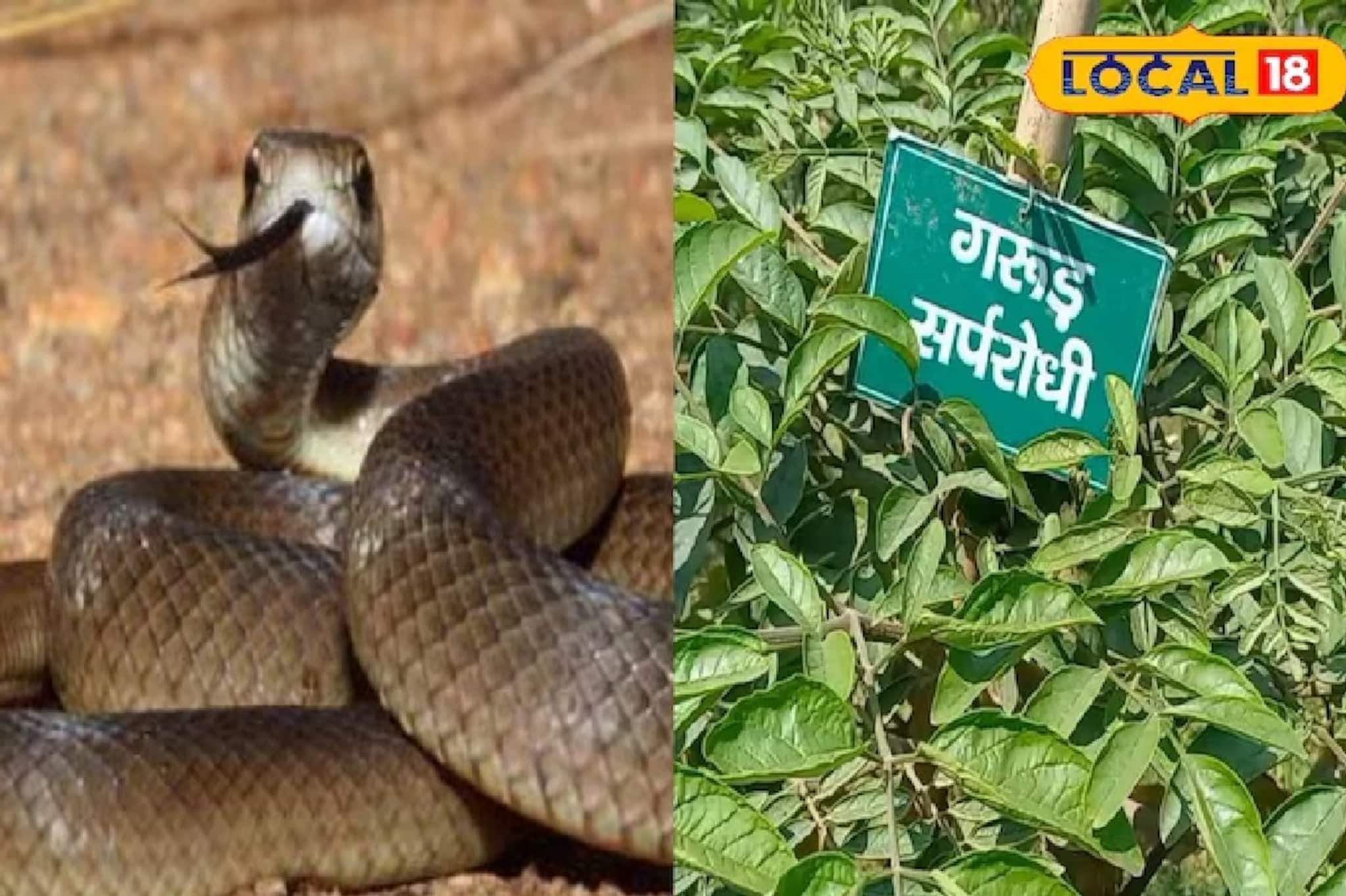 এই গাছ বিষধর সাপের জন্য ‘মৃত্যুর দূত’, ঘরেই তৈরি হবে প্রতিরক্ষা কবচ... কেউটে সাপও কাঁপবে!