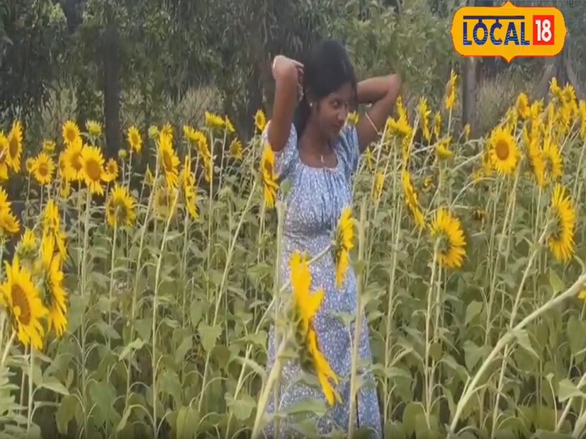 এই সূর্যমুখী গাছ আবার সূর্যালোকের প্রতি সবচেয়ে বেশি আকৃষ্ট হয়। এগুলোকে সূর্যালোক গাছও বলা হয়। এই ধরনের গাছ কিন্তু আবার মাটি থেকে ধাতুও শোষণ করতে সক্ষম.. এবং সেই ধাতু এই গাছ তার উপরের অংশে নিয়ে যায়। যদি আপনি এই গাছের পাতা বিজ্ঞানসম্মত ভাবে পরীক্ষা করেন, তাহলে আপনি ধাতুর চিহ্নও দেখতে পাবেন। এগুলিতে সোনার চিহ্নও রয়েছে।