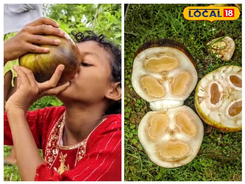 বাঁকুড়া: গ্রীষ্মকালকে ফলের ঋতু বলাই যায়। এই সময়ে আমাদের দেশে বিভিন্ন ধরনের ফল পাওয়া যায়। দেশীয় এই ফলের মধ্যে গ্রীষ্মকালীন তালশাঁস অন্যতম যা বছরে খুব অল্প সময়ের জন্য পাওয়া যায়। কাঁচা তালের ভিতরে থাকা সুস্বাদু নরম জলীয় অংশ তালশাঁস নামে পরিচিত যার আঞ্চলিক নাম তাল বীজ। এটি দেখতে অনেকটা জেলির মত হয়ে থাকে। বাঁকুড়ার তালের গুড়, তালের রস বিখ্যাত। তবে এবছর গরমে আইসক্রিম এবং ঠান্ডা পানিও বাদ দিয়ে তালশাঁস বেছে নিচ্ছেন মানুষ। এই তালশাঁস খেতেও যেমন সুস্বাদু তেমনইরয়েছে অনেক পুষ্টিগুণ। 