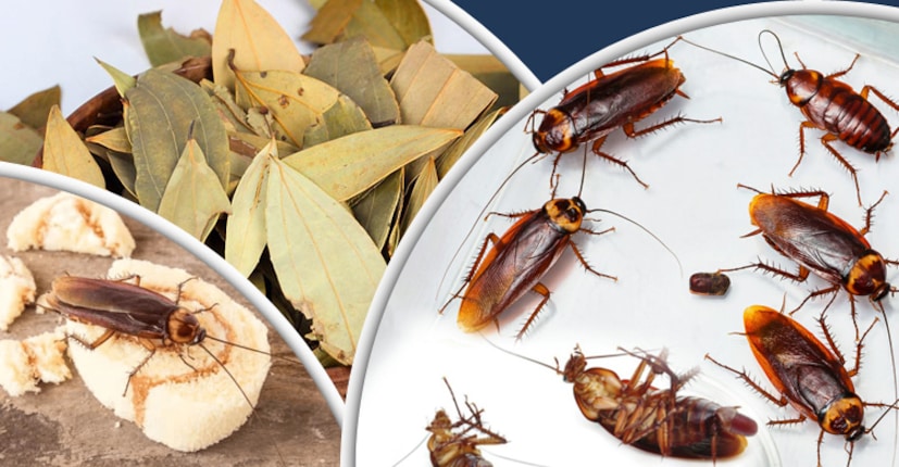 ---তেলাপোকার বাসা কোথায় তা জানলে সেখানে তেজপাতা ছড়িয়ে দিন। গন্ধ সহ্য করতে না পেরে দেখবেন তারা আপনার ঘর ছেড়ে নতুন বাড়ি খুঁজতে চলে যাবে।