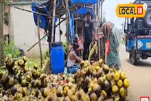 গরম এলে কদর বাড়ে এই গাছের, নিলামে বিক্রি হয়, কী জানেন?