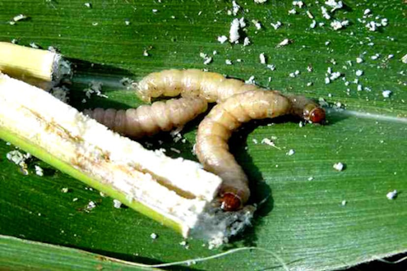 কিন্তু প্রায়শই দেখা যায় এই সবজিতে লুকিয়ে থাকে সবজির পোকা। এগুলি সহজে চোখে ধরা পরে না কারণ এগুলি হুবহু সবজির রঙের হয় এবং কখনও কখনও আচমকা সবজি কাটার সময় প্রথম দেখাতেই চোখেও পরে না।