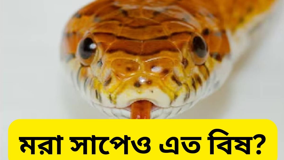 মরা সাপেও বিষ…জানেনই না বহু মানুষ, এক যদি পা পড়ে যায় এখানে…শেষ!