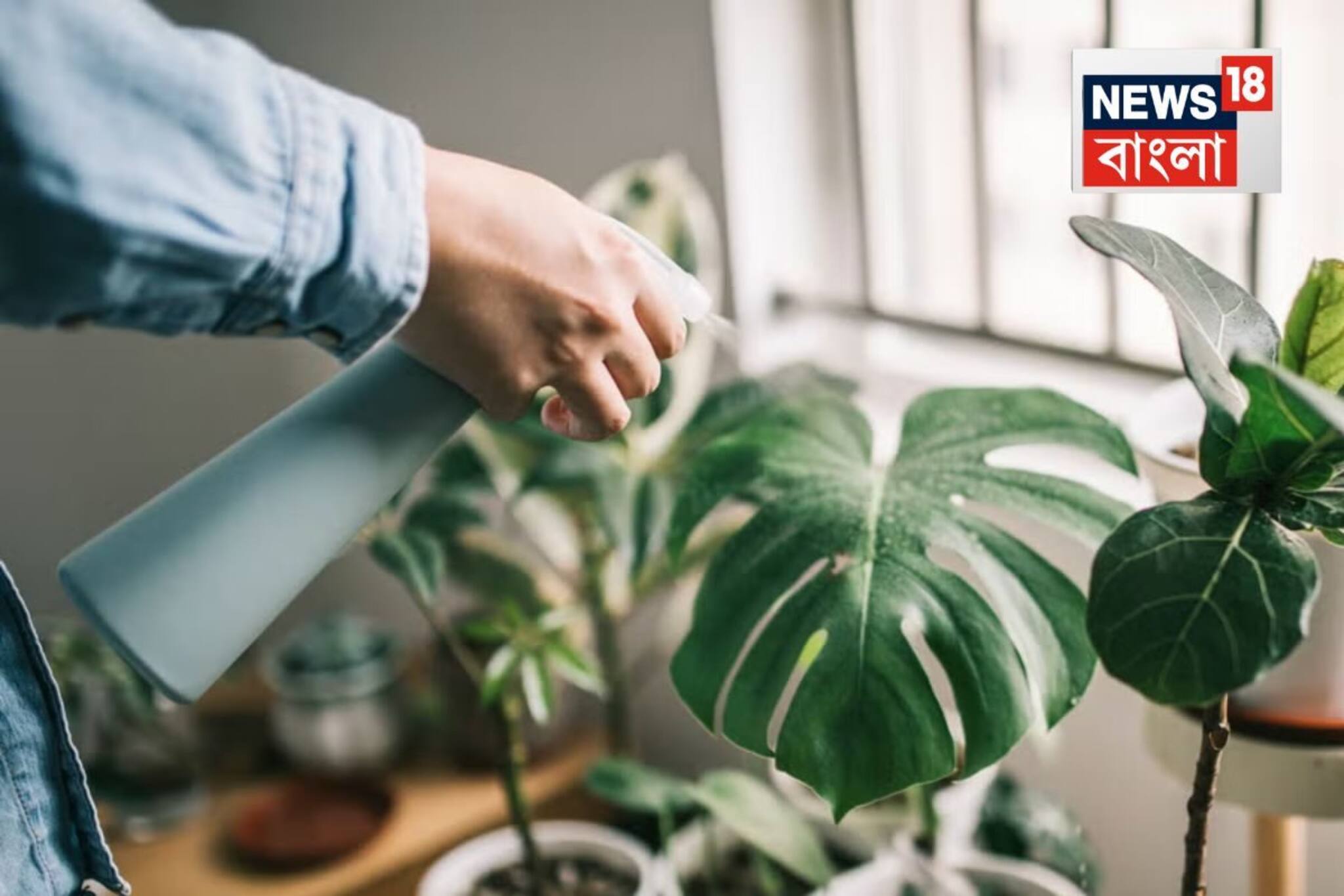 এই ৫ গাছ ভীষণ অপয়া! বাড়িতে থাকলেই চুপিসারে চরম ক্ষতি করতে থাকে...বুঝতেও পারা যায় না