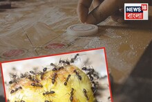 ক্যারম বোর্ডের বোরিক পাউডার দিয়ে পিঁপড়ে তাড়ান...লাল-কালো সব যাবে, জানুন কী ভাবে