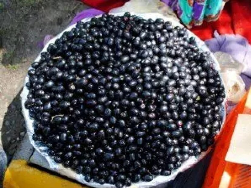 জামে অ্যান্টি-ক্যানসার বৈশিষ্ট্য রয়েছে। এটি নিয়মিত সেবনে কোলন ক্যানসারের ঝুঁকি কমাতে পারে। বেরিতে রয়েছে অ্যান্টিঅক্সিডেন্ট, যা ফ্রি র‌্যাডিক্যাল কোষের বিরুদ্ধে লড়াই করতে সাহায্য করে। জাম খেলে শরীর ফিট ও সুস্থ থাকে। (Disclaimer: এই প্রতিবেদনটি কেবলমাত্র সাধারণ তথ্যের জন্য, তাই বিস্তারিত জানতে হলে সর্বদা বিশেষজ্ঞের পরামর্শ নিন।)