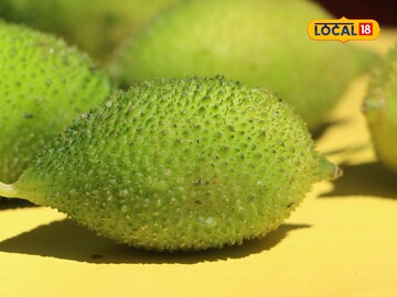 ৫ মিনিটে শরীর থেকে নিংড়ে নেয় সাপের ভয়ঙ্কর 'বিষ'! লতানো 'এই' গাছের পাতা মানুষের প্রাণ বাঁচা