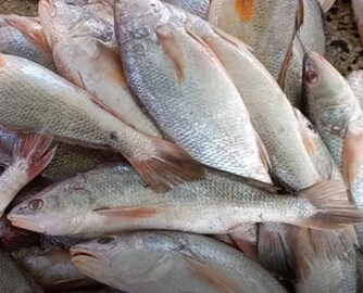 ভোলা ভেটকি খেলেই জব্দ ডায়াবেটিস, কোলেস্টেরল, প্রেশারও! গবেষণায় চমকে দেওয়া তথ্য