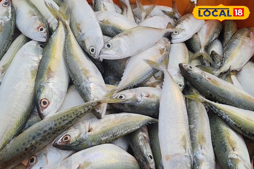 কুমুলা মাছের ঔষধি গুণাগুণ: কুমুলা মাছ খুবই সুস্বাদু। এই মাছ ভাজা মাছ হিসেবে খাওয়া এবং মাছের নানা পদ রান্নার জন্য ভাল। জেলেরা বলেন, কুমুলার ভাজা মাছ অত্যন্ত স্বাদের।