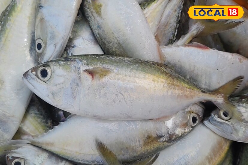কুমুলা মাছের ঔষধি গুণাগুণ: যেহেতু এতে অন্যান্য মাছের তুলনায় বেশি ভিটামিন ডি থাকে, তাই ক্যানসার আক্রান্ত ব্যক্তিরা এটি খেলে তাঁদের ঝুঁকি কমাতে পারেন। এতে ভিটামিন বি৫ এবং বি৬ এর মতো পুষ্টি উপাদানও রয়েছে। এটি বাতের মতো বার্ধক্যজনিত রোগ থেকে রক্ষা করে।