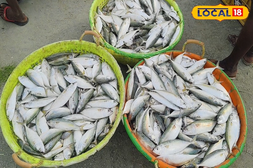 এই মাছের দেহের ভিতরে আঁশ এবং কাঁটা কম থাকে। সাধারণত, মাছগুলি তাদের আঁশ দেখে কেনা হয়। তবে আপনি এই মাছটি তার দেহ দেখে কিনতে পারেন।