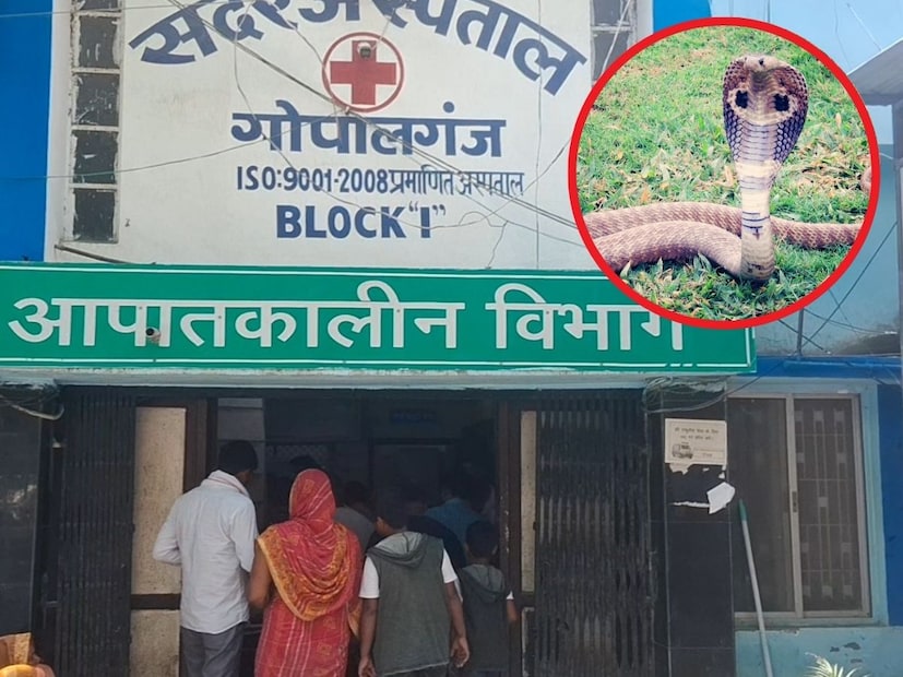 *বিহারের গোপালগঞ্জে এক বিস্ময়কর ঘটনার তদন্ত শুরু হয়েছে। সেখানে সাপের তাণ্ডব চলছে। মনে হচ্ছে যেন সাপ মানুষের যত্ন নিতে শুরু করেছে। গত ২৪ ঘণ্টায় জেলায় ১৩ জনকে সাপে ছোবল দিয়েছে। তাদের মধ্যে এক মহিলার মৃত্যু হয়েছে। বাকি ১২ জন জীবন ও মৃত্যুর লড়াই লড়ছেন। কীভাবে এতজনকে একই দিনে সাপে কামড়াল? আসল কারণ সামনে এসেছে...সংগৃহীত ছবি। 