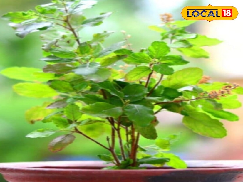 Tulsi: বাস্তুদোষ কাটায় তুলসী! গাছের সামান্য ‘এই’ পরিবর্তনে তছনছ জীবন, সংসার! কোন লক্ষণ ফেরায় ভাগ্য? জেনে নিয়ে প্রতিকার করুন