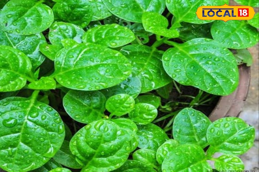 এই শাকের আরেকটি ভাল দিক হল, আপনি এই শাকটি দিয়ে মুচমুচে পাকোড়া তৈরি করেও খেতে পারেন, আবার এই শাক ভাত পাতেও খেতে পারেন। এতো সুস্বাদু এই শাক যে এটি দিয়ে পেটের ভাত খেয়ে নেওয়া যায়।