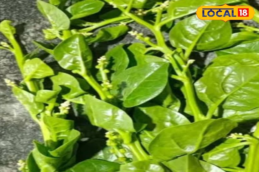 পুঁই শাকের কথা বলতে গেলে, এতে প্রচুর পরিমাণে ভিটামিন এবং খনিজ পদার্থ রয়েছে। এতে ভিটামিন এ বি সি ডি-র মতো সব ধরণের পুষ্টি উপাদান রয়েছে। আর সেই কারণেই এটি দৃষ্টিশক্তি থেকে পেশী শক্তি, শরীরের শক্তি থেকে রক্তের অভাব পর্যন্ত প্রতিটি সমস্যা দূর করে দেয় শরীর থেকে।