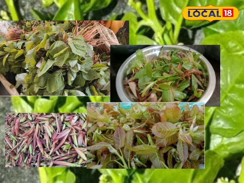 এই অদ্ভুত গুণের শাকটি পেটের তাপ কমায় এবং লিভারকে বিষমুক্ত করে। এটি আপনার মুখে প্রাকৃতিক উজ্জ্বলতা আনবে এবং আপনার শরীরে রক্ত ​​সঞ্চালনও ঠিক থাকবে। এতে প্রচুর পরিমাণে ভিটামিন ই এবং সি রয়েছে যা দৃষ্টিশক্তি উন্নত করে।