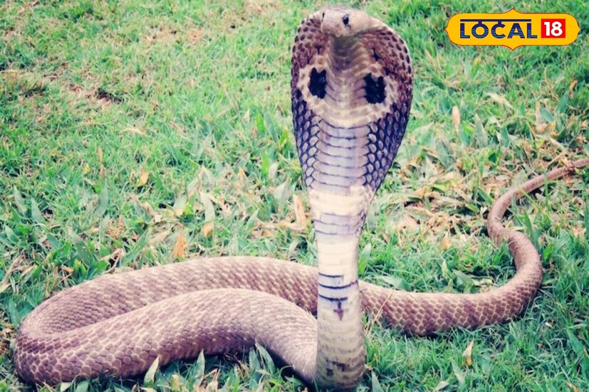 *কোবরা অর্থাৎ গোখরো সাগরের সবচেয়ে বিপজ্জনক সাপ বলে মনে করা হয়। সময়মতো সাপের ছোবলের চিকিৎসা না হলে মৃত্যু নিশ্চিত বলে মনে করা হয়।