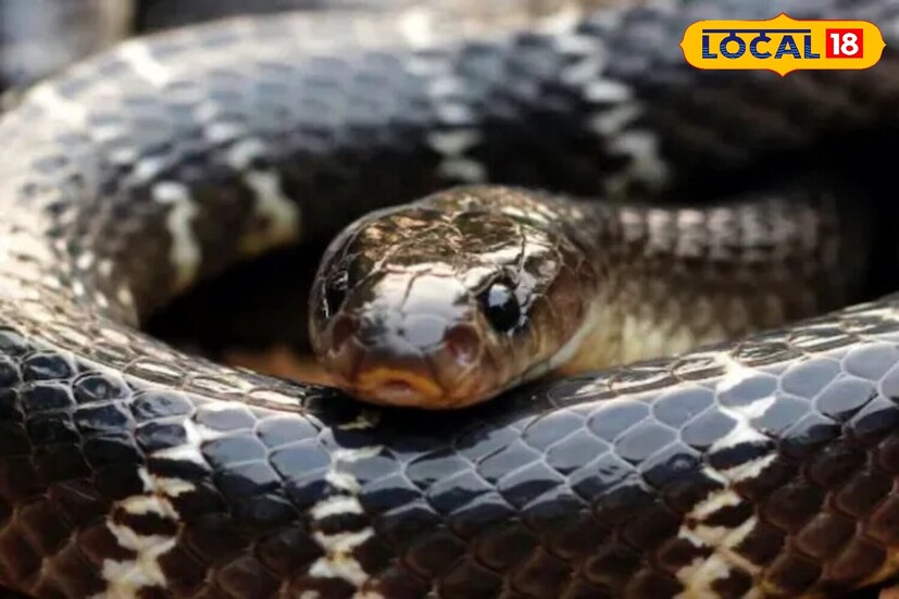 *সাধারণ ক্রেইট সাপ বা শাঁখামুঠে কেবল রাতের বেলায় সক্রিয় থাকে। মানুষের ঘামের গন্ধ তার কাছে পৌঁছে গেলেই আক্রমণ করে। এরা একটানা ১২ জনের বেশি মানুষকে কামড়ানোর ক্ষমতা রাখে।