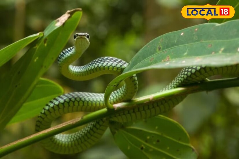 *সমুদ্রে একটি উড়ন্ত সাপও পাওয়া যায়। এই ধরনের সাপ সর্বোচ্চ ৩ ফুট পর্যন্ত দীর্ঘের হয়ে থাকে, যা অনেক সময় এক গাছ থেকে অন্য গাছে লাফিয়ে শিকার করে বা এক গাছ থেকে অন্য গাছে চলে যায়।