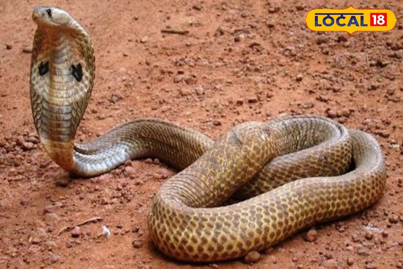 *প্রাণিবিদ্যা বিশেষজ্ঞ ডঃ মনীশ জৈনের মতে, বুন্দেলখণ্ডে ৩০ প্রজাতির সাপ পাওয়া যায় এবং এগুলি বন্য ও পাথুরে অঞ্চলে পাওয়া যায়।
