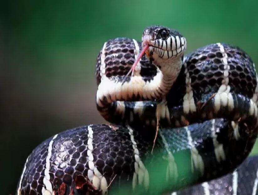 Snake Facts: এই সাদা গুঁড়ো ছিটিয়ে দিলেই…ছিটকে সরে যায় সাপ! বাড়ির আলমারিতেই থাকে, খরচ ১০ টাকারও কম Snake Facts: এই সাদা গুঁড়ো ছিটিয়ে দিলেই…ছিটকে সরে যায় সাপ! বাড়ির আলমারিতেই থাকে, খরচ ১০ টাকারও কম