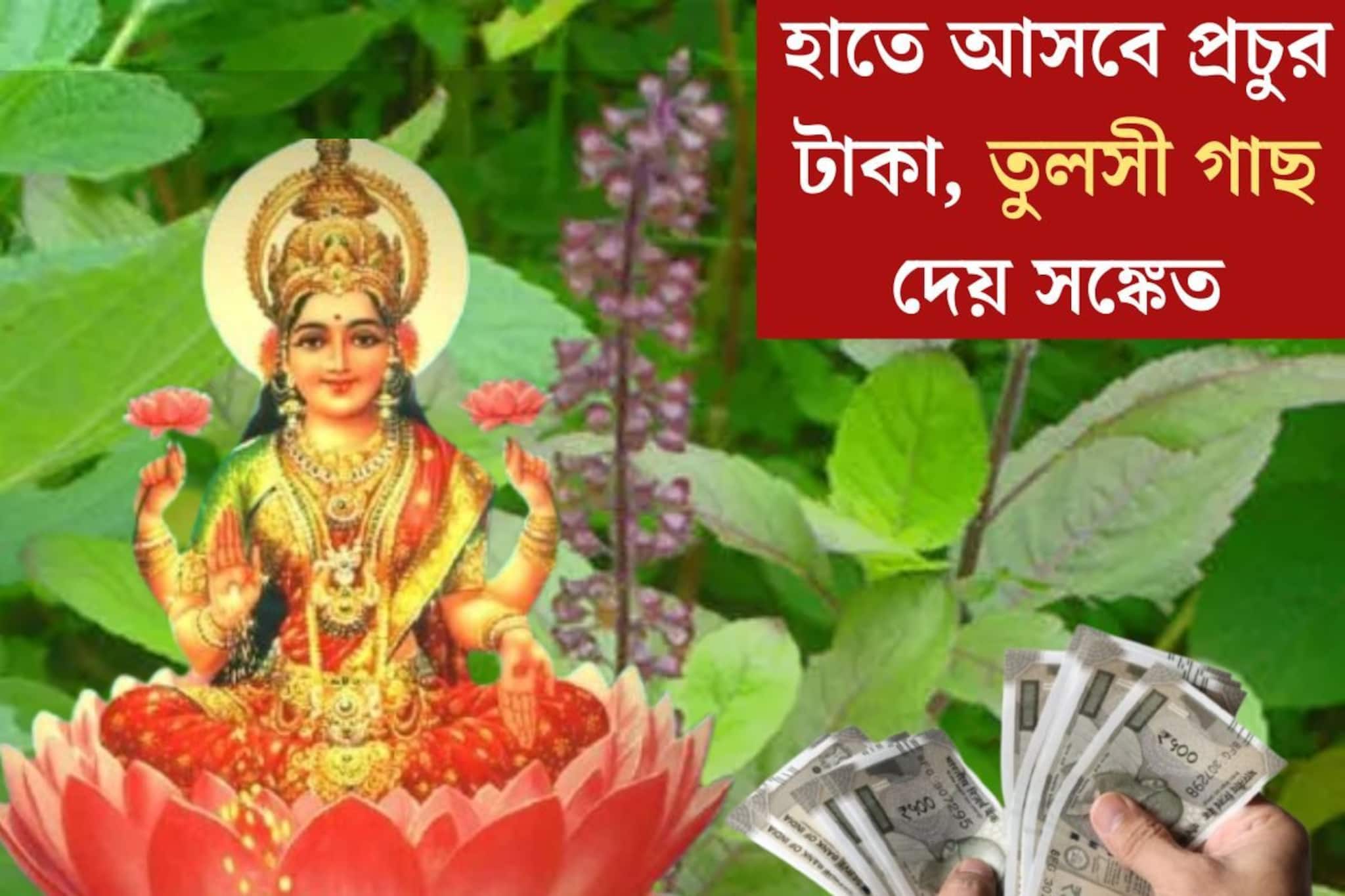 তুলসী গাছে এই কয়েকটি লক্ষণ দেখলেই বুঝবেন ঘর ভরে উঠবে টাকায়! ধনী হওয়ার সঙ্কেত চিনে নিন
