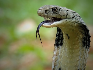 Snake Bite News: এত ভয়ঙ্কর দাঁত! ১ বছরের শিশুর কামড়ে প্রাণ গেল মারাত্মক বিষাক্ত কোবরার! Snake Bite News: এত ভয়ঙ্কর দাঁত! ১ বছরের শিশুর কামড়ে প্রাণ গেল মারাত্মক বিষাক্ত কোবরার!