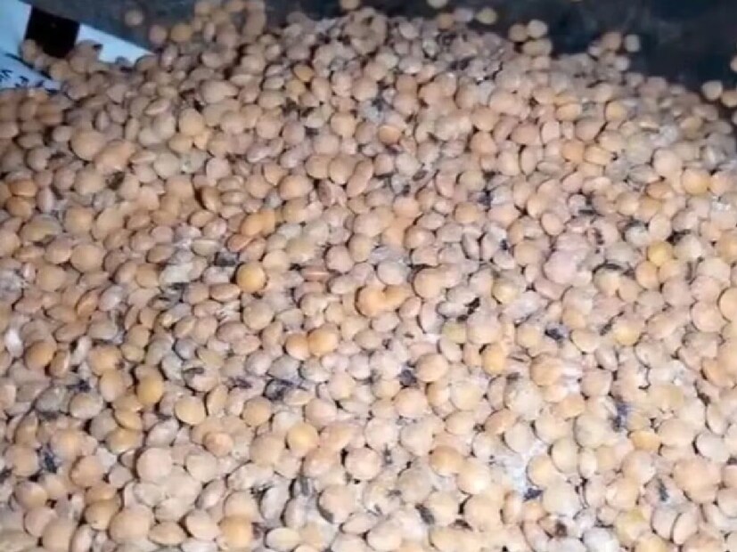 ডাল এবং শস্য একটি শুকনো এবং ঠান্ডা জায়গায় সংরক্ষণ করুন। (Disclaimer: এই প্রতিবেদনটি কেবলমাত্র সাধারণ তথ্যের জন্য, তাই বিস্তারিত জানতে হলে সর্বদা বিশেষজ্ঞের পরামর্শ নিন।)