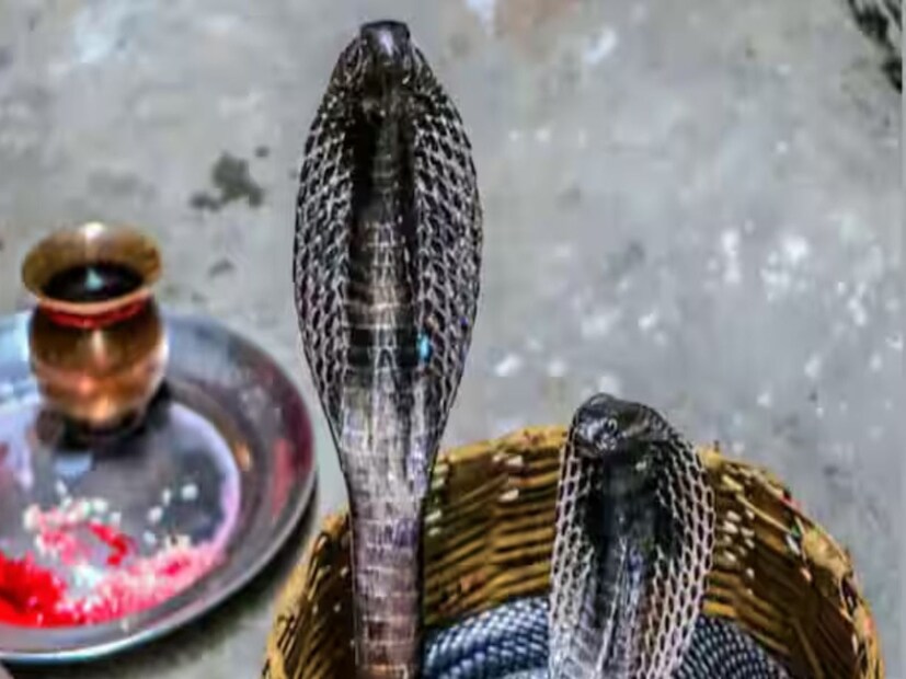 নাগদেবতার মূর্তির সামনে এদিন রাখা হয় দুধ, চন্দন, হলুদ ও সিঁদুর। মূর্তির সামনে জ্বালানো হয় কর্পূরের প্রদীপ। পাঠ করা হয় নাগপঞ্চমী ব্রতকথা।