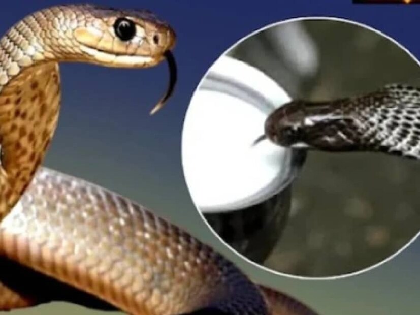 পুরাণ মতে, নাগ লোক বা পাতাল থেকে সর্পকুল এদিন মর্তের মানুষকে আশীর্বাদ করেন। জীবনের সুখ-সমৃদ্ধি বৃদ্ধি, অভাব অনটন ঘোচাতে সাপেদের এই আশীর্বাদ অত্যন্ত পয়মন্ত বলে মনে করেন অনেকেই।
