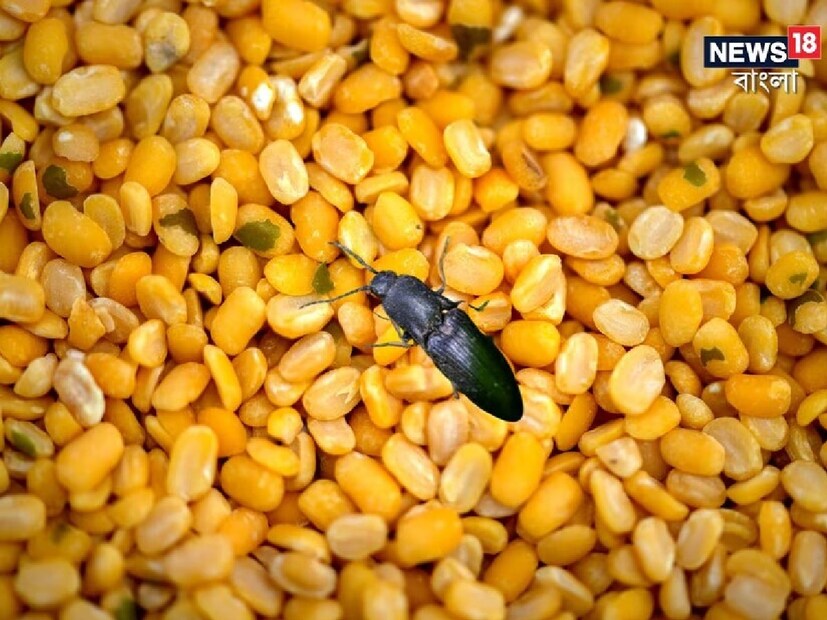 তবে, চাল-ডাল রোদে দেওয়ার সময় কই? রোদে না দিলেও কয়েকটি টোটকা মেনে চললেই রান্নার জিনিস পোকা ধরার সমস্যার হাত থেকে রেহাই পেতে পারে। জেনে নিন সেগুলি কী কী-