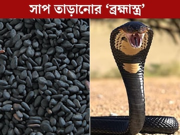 বর্ষাতেই বেরোয় গর্ত থেকে...এই ছোট্ট ছোট্ট কালো দানাই সাপ তাড়ানোর ব্রহ্মাস্ত্র বর্ষাতেই বেরোয় গর্ত থেকে...এই ছোট্ট ছোট্ট কালো দানাই সাপ তাড়ানোর ব্রহ্মাস্ত্র