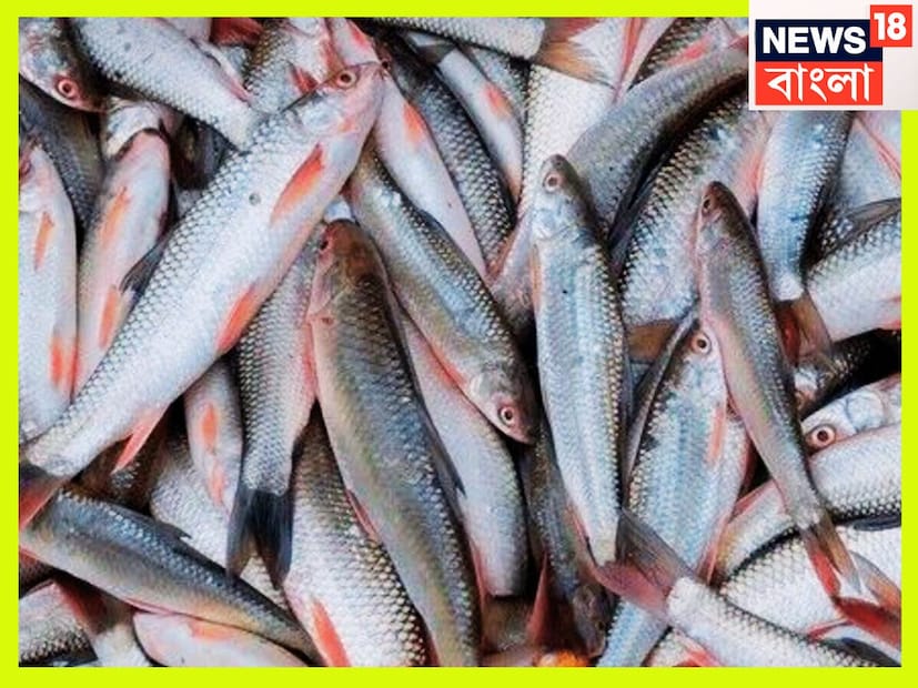 তবে বাটা মাছও অত্যন্ত প্রিয় বাঙালির খুব সস্তা না হলেও দাম এক্কেবারে আকাশ ছোঁয়াও নয় ৷ বাটা মাছের বেশ কয়েকটি গুরুত্বপূর্ণ বিষয় আছে ৷ প্রতীকী ছবি ৷