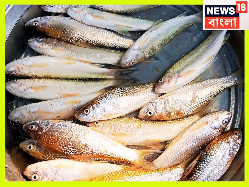 অনিদ্রা প্রতিটি মানুষেরই একটি বড় সমস্যা এই অনিদ্রার হাত থেকেও রক্ষা পেতে পারেন, বাটা মাছের ঝোল খেলে নিয়মিত রূপে উপকার পাওয়া সম্ভব ৷ প্রতীকী ছবি ৷
