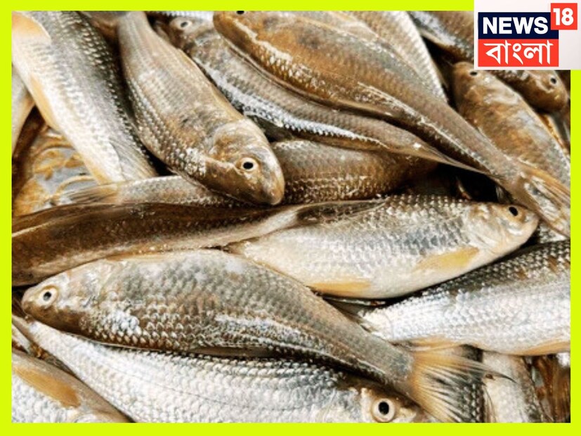 বাটামাছ সহজ ও সরল খাদ্যভাসে এই মাছের ঝোল খেলে আমিষ জাতীয় খাদ্যের প্রয়োজনীয়তা আর থাকেনা শরীরের ৷ প্রতীকী ছবি ৷
