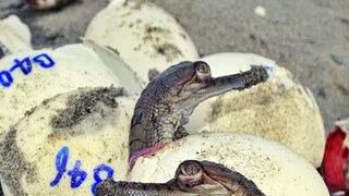 জন্ম নিল ১৫০টিরও বেশি কুমিরছানা (Representative /File Image)