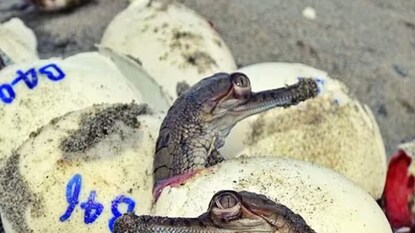 জন্ম নিল ১৫০টিরও বেশি কুমিরছানা (Representative /File Image) জন্ম নিল ১৫০টিরও বেশি কুমিরছানা (Representative /File Image)