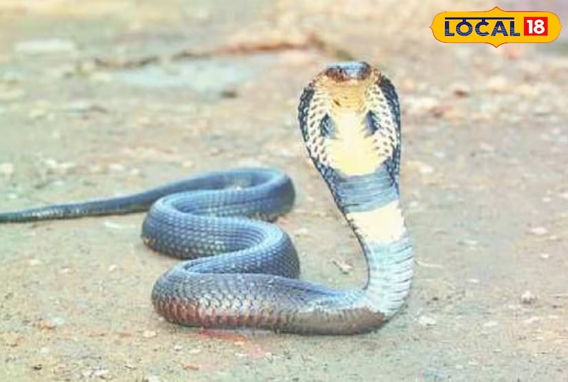 ল্যাভেন্ডার গাছ তার ওষধি গুণের জন্য সুপরিচিত। এর হালকা ও মিষ্টি গন্ধ শুধু মনকে শান্তি দেয় না, এটি একটি প্রাকৃতিক পোকামাকড়-নাশক হিসেবেও কাজ করে। এটি সহজে রোপণযোগ্য এবং বাড়ির সৌন্দর্য বৃদ্ধিতেও সহায়ক। এর ফুলগুলি দৃষ্টিনন্দন ও আকর্ষণীয় যা ঘরের শোভা বাড়ায়।