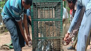 মিনি জুৃ-তে এল চিতাবাঘ৷ 