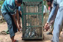 এল চিতাবাঘ মনা ও শিবানী, আকর্ষণ বাড়লো বর্ধমানের রমনাবাগান মিনি জু-র!