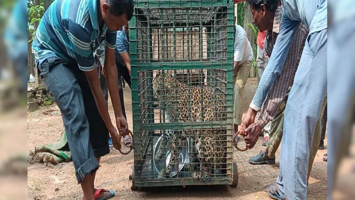 Burdwan Mini Zoo: এল চিতাবাঘ মনা ও শিবানী, আকর্ষণ বাড়লো বর্ধমানের রমনাবাগান মিনি জু-র!
