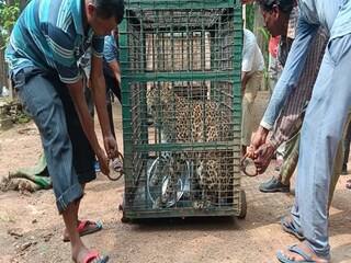 মিনি জুৃ-তে এল চিতাবাঘ৷ 